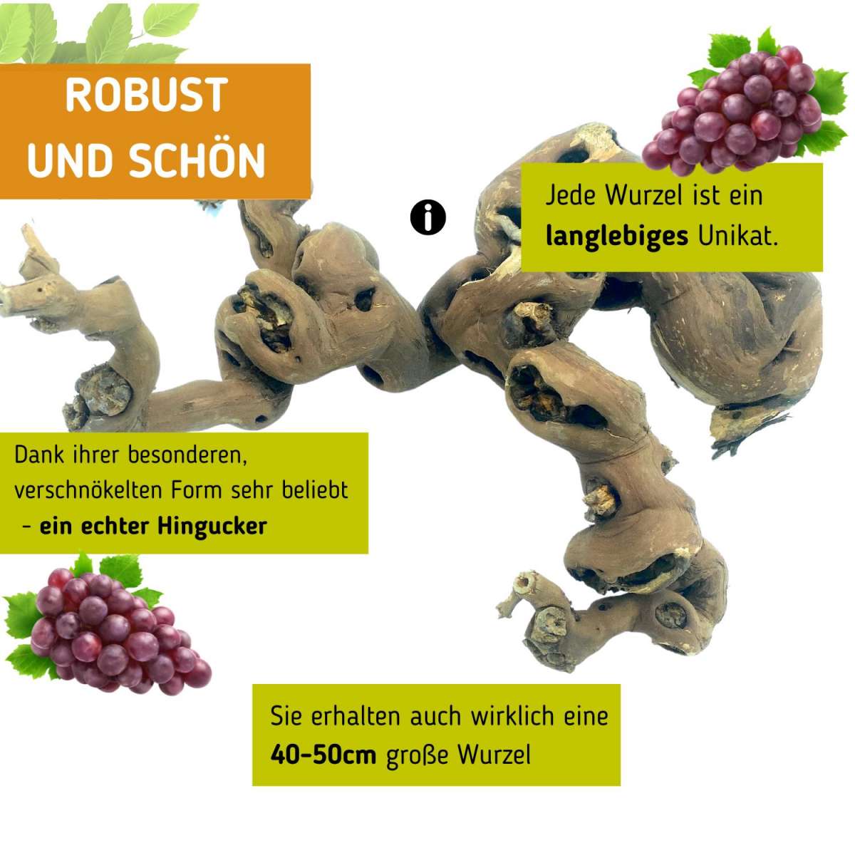 Weinreben Wurzel für Terrarium handverlesener Rebstock Vogelgaleria