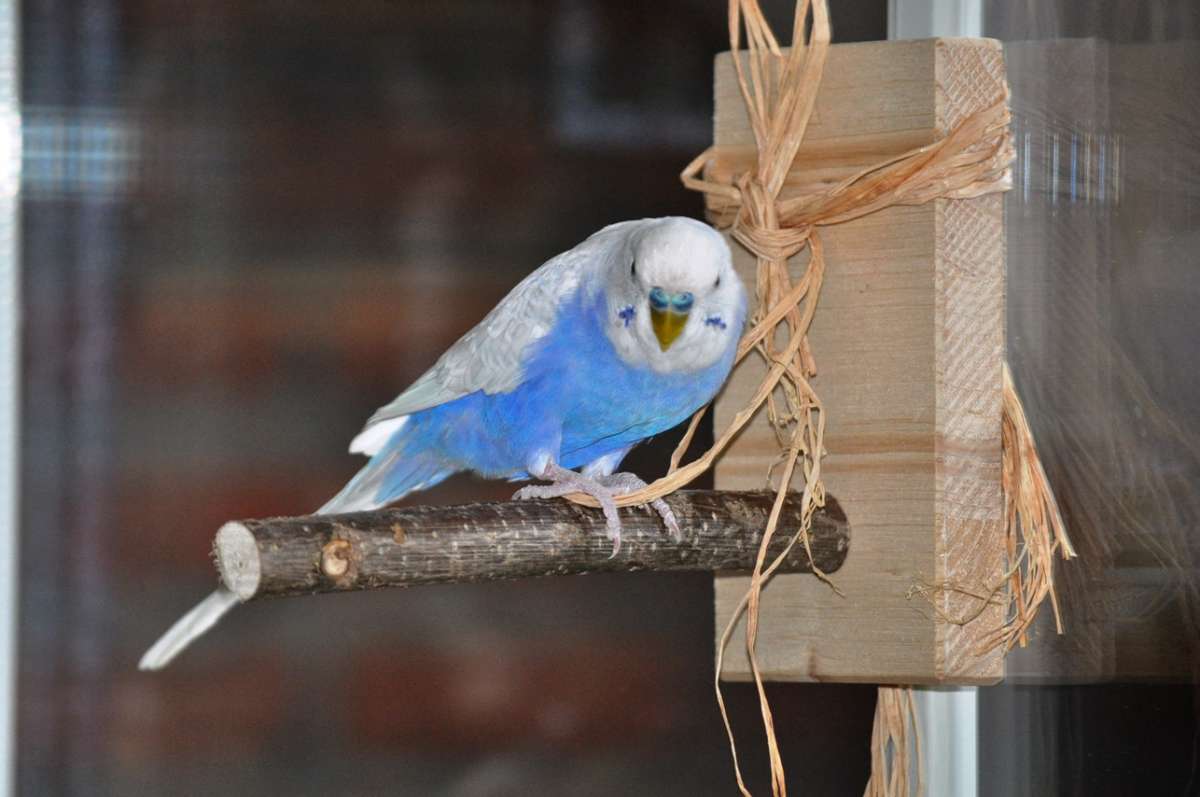 Set aus 20 Vogelspielplätzen für das Freiflug Vogelzimmer ...