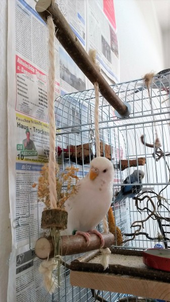 Vogelschaukel Aus Seegras - Für Wellensittiche, Nymphensittiche, 29x18x40cm