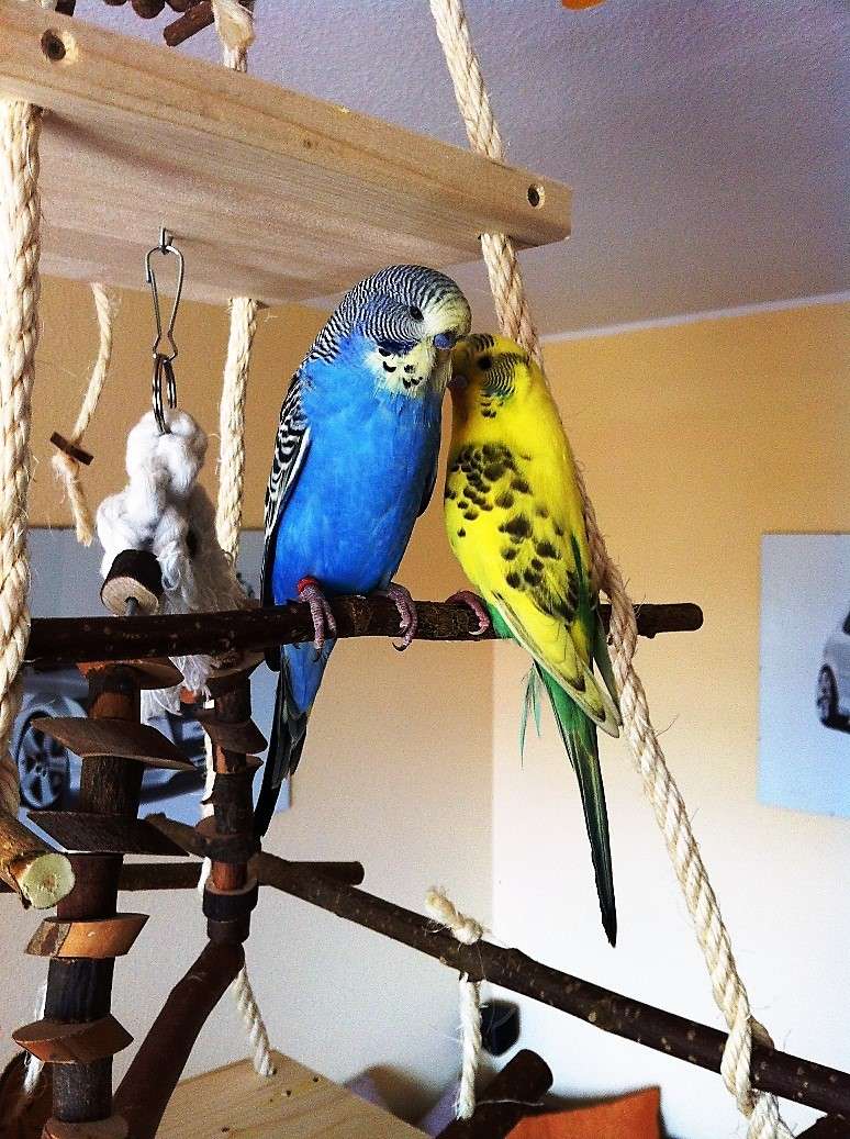 20x Vogel Sitzstangen Set - Stehstangen Für Käfig Mit Plastik Aufsätzen